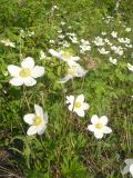 Anemone sylvestris