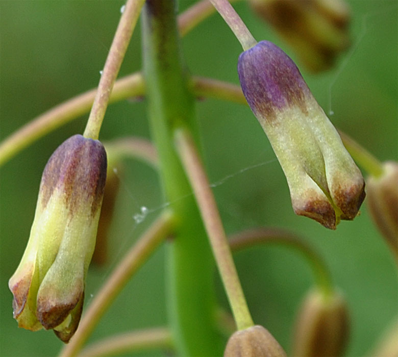 Изображение особи Bellevalia zygomorpha.