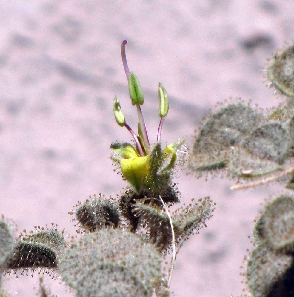 Image of Cleome droserifolia specimen.