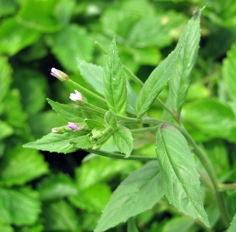 Image of Epilobium roseum specimen.