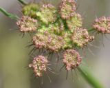 семейство Apiaceae