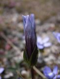 Comastoma falcatum. Распускающийся цветок. Казахстан, Заилийский Алатау, Каргалинское ущелье. 31 июля 2012 г.