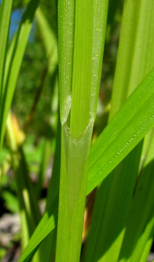 Image of Carex pseudocyperus specimen.