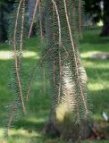 Picea abies. Верхушки повислых веточек ('Pendula'). Германия, г. Krefeld, ботанический сад. 16.09.2012.