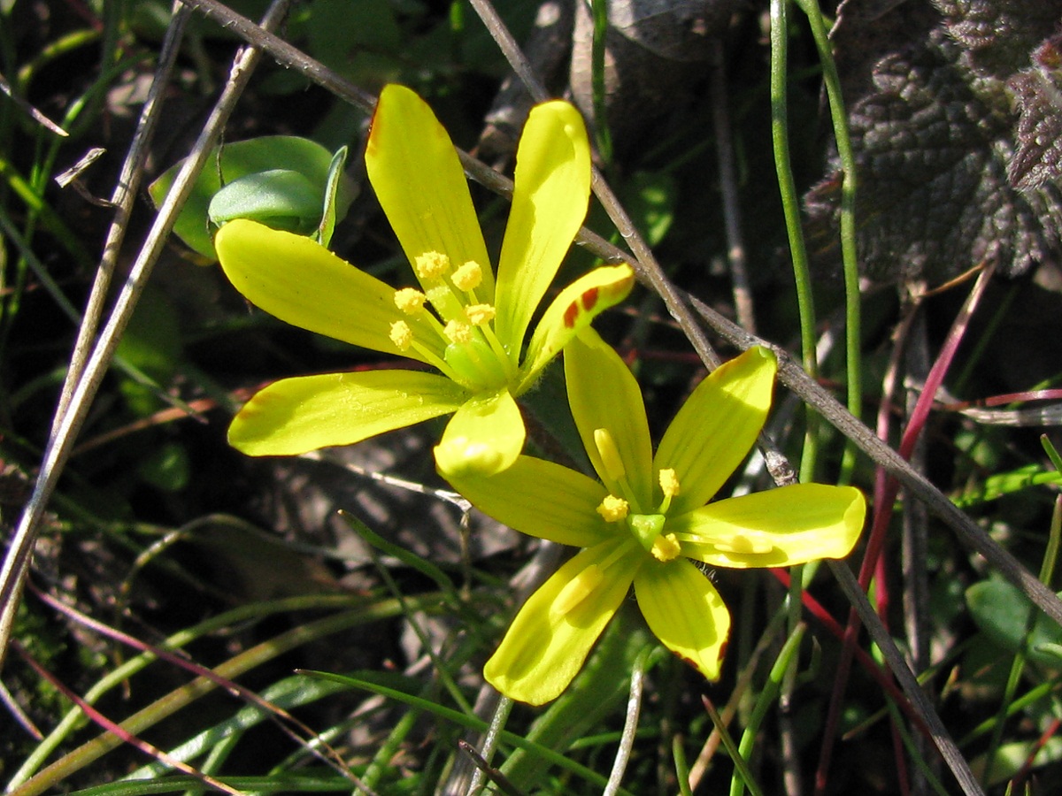 Image of Gagea bohemica specimen.