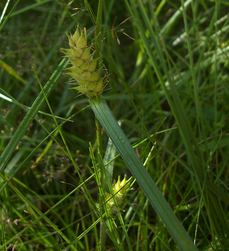 Изображение особи Carex hirta.