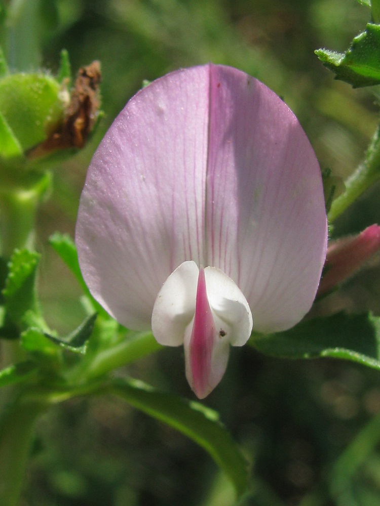 Image of Ononis arvensis specimen.