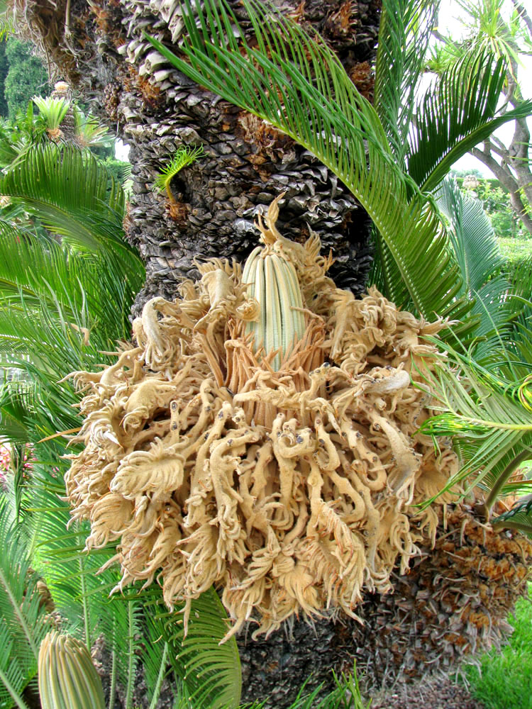 Image of Cycas revoluta specimen.