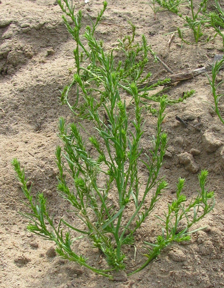 Image of Corispermum nitidulum specimen.