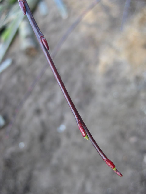 Image of Salix acutifolia specimen.