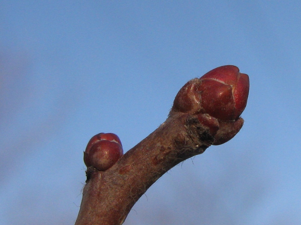 Изображение особи род Crataegus.