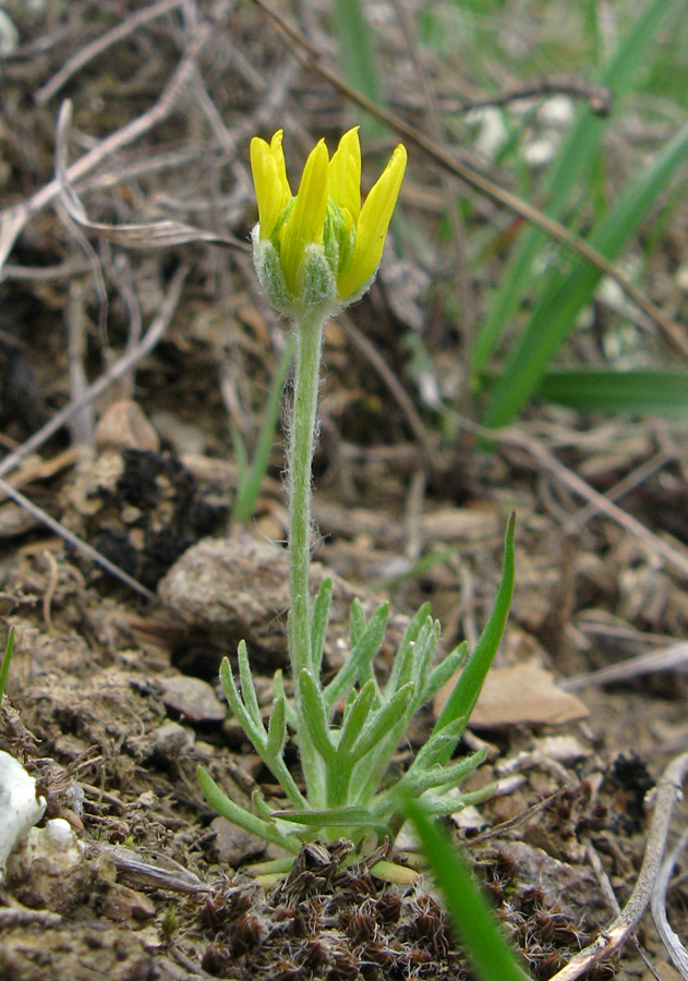 Image of genus Ceratocephala specimen.