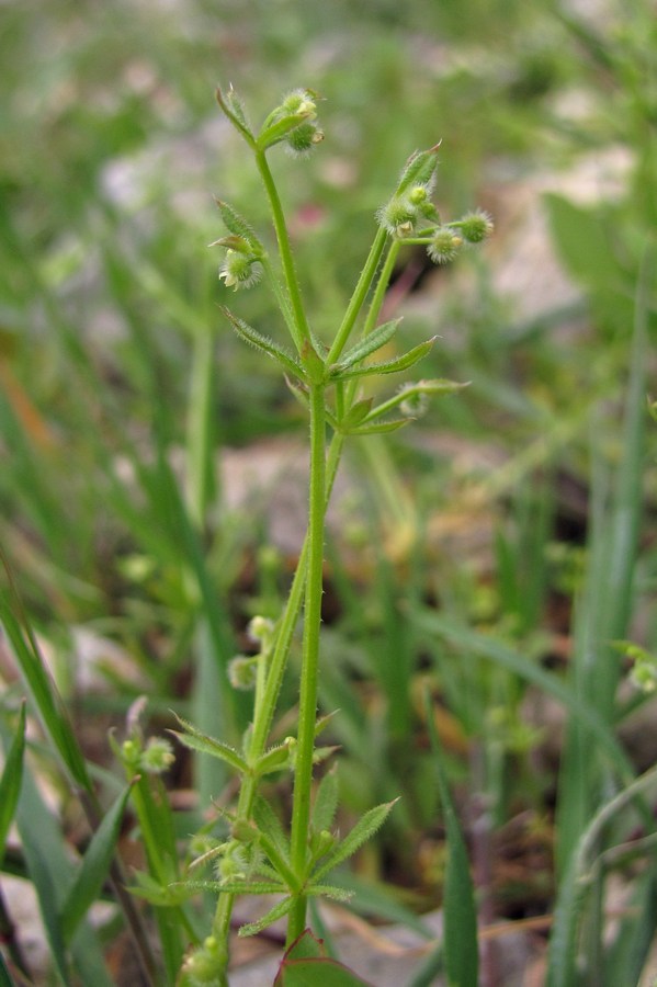 Image of Galium vaillantii specimen.