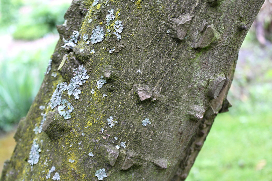 Image of Zanthoxylum armatum specimen.