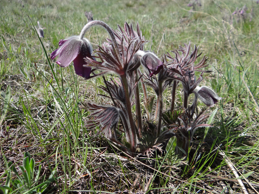 Изображение особи Pulsatilla ucrainica.