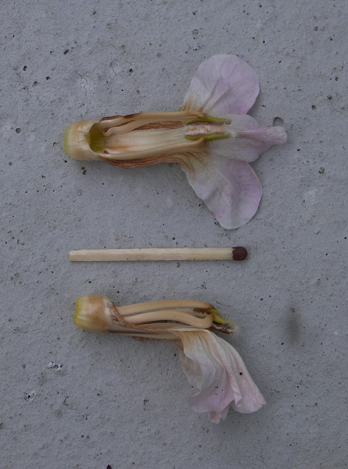 Image of Acanthus spinosus specimen.