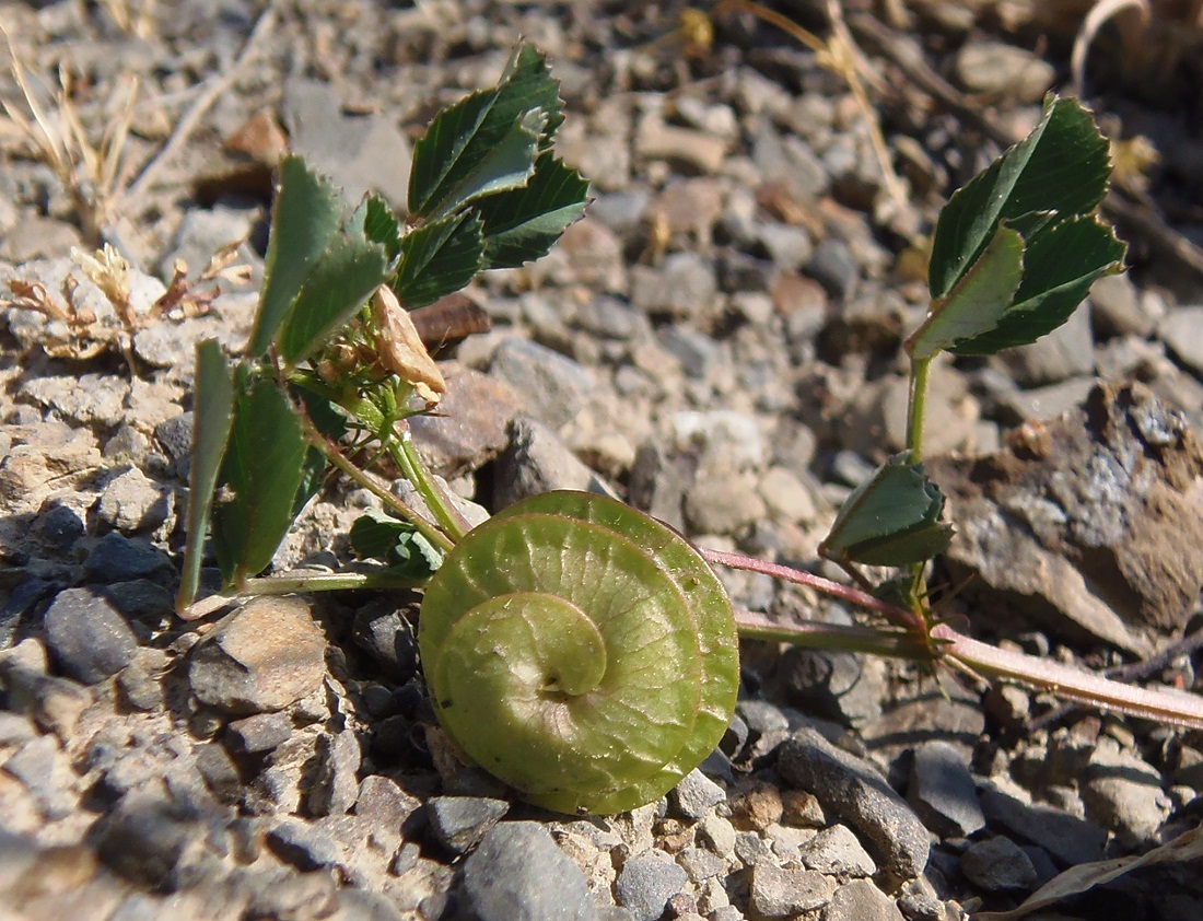 Изображение особи Medicago orbicularis.