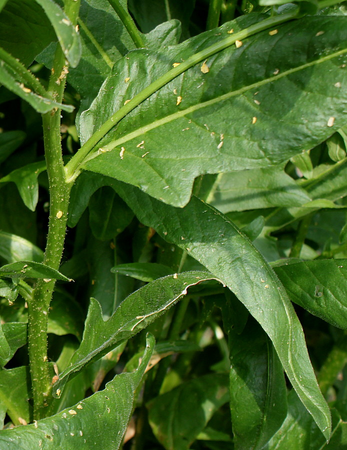 Image of Bunias orientalis specimen.