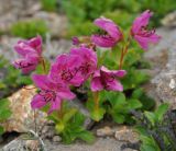 Rhododendron camtschaticum. Цветущее растение. Камчатский край, вулкан Мутновский, каменистый склон. 27.07.2013.