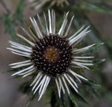 Carlina intermedia