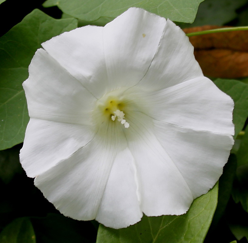 Image of Calystegia sepium specimen.