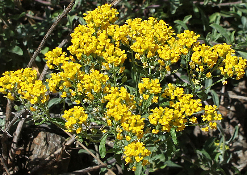 Image of Odontarrhena muralis specimen.