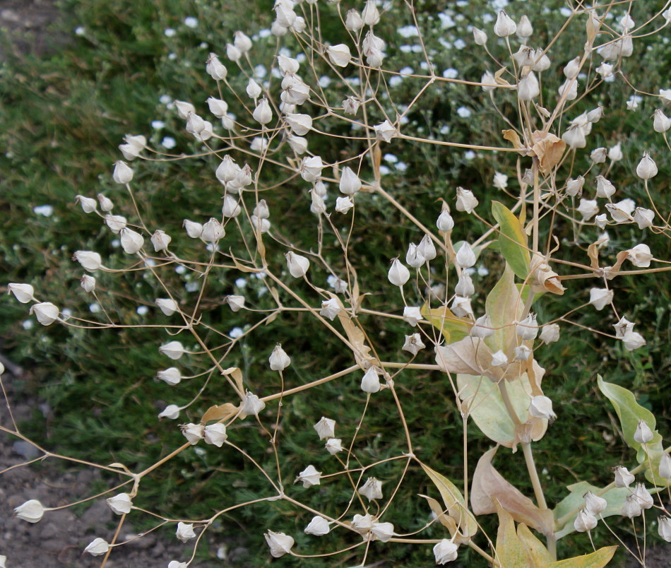 Image of Vaccaria hispanica specimen.