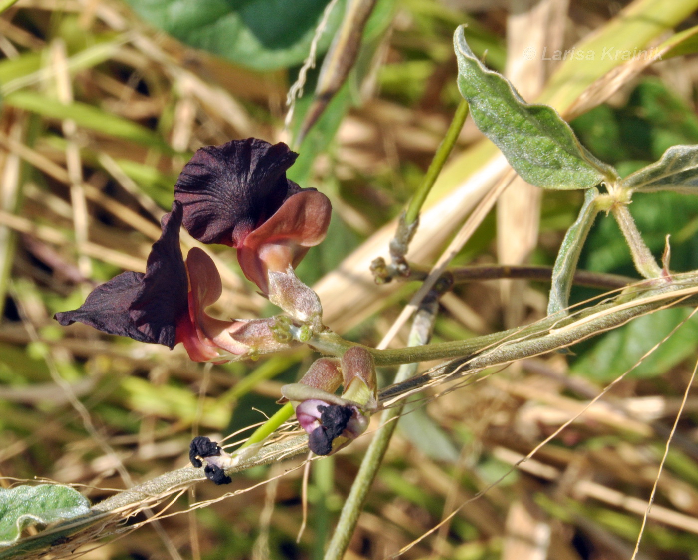 Image of Macroptilium atropurpureum specimen.