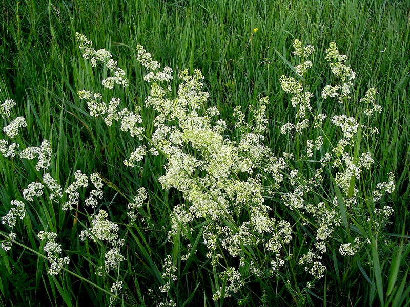 Image of Galium album specimen.