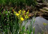 Sonchus palustris