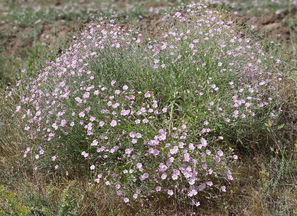 Image of Convolvulus pseudocantabrica specimen.