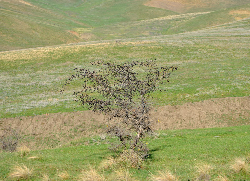 Изображение особи Crataegus pentagyna.