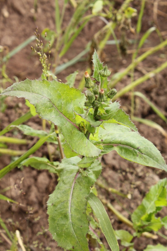 Изображение особи Sonchus oleraceus.