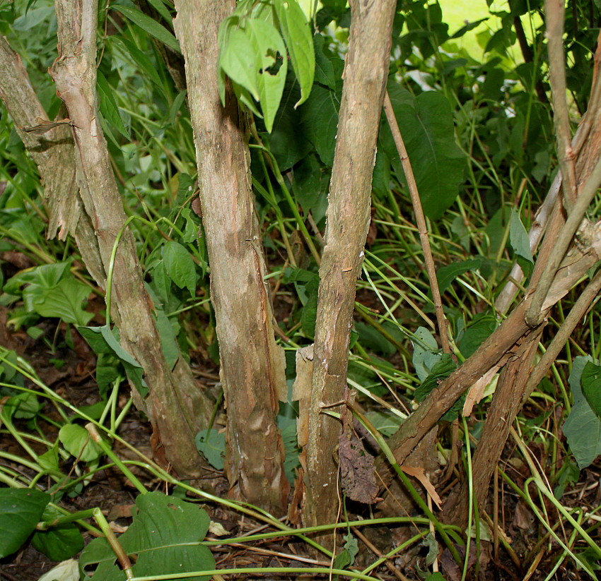 Image of Deutzia coreana specimen.