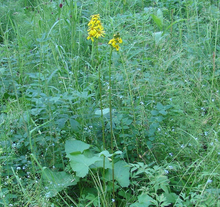 Image of Ligularia sibirica specimen.