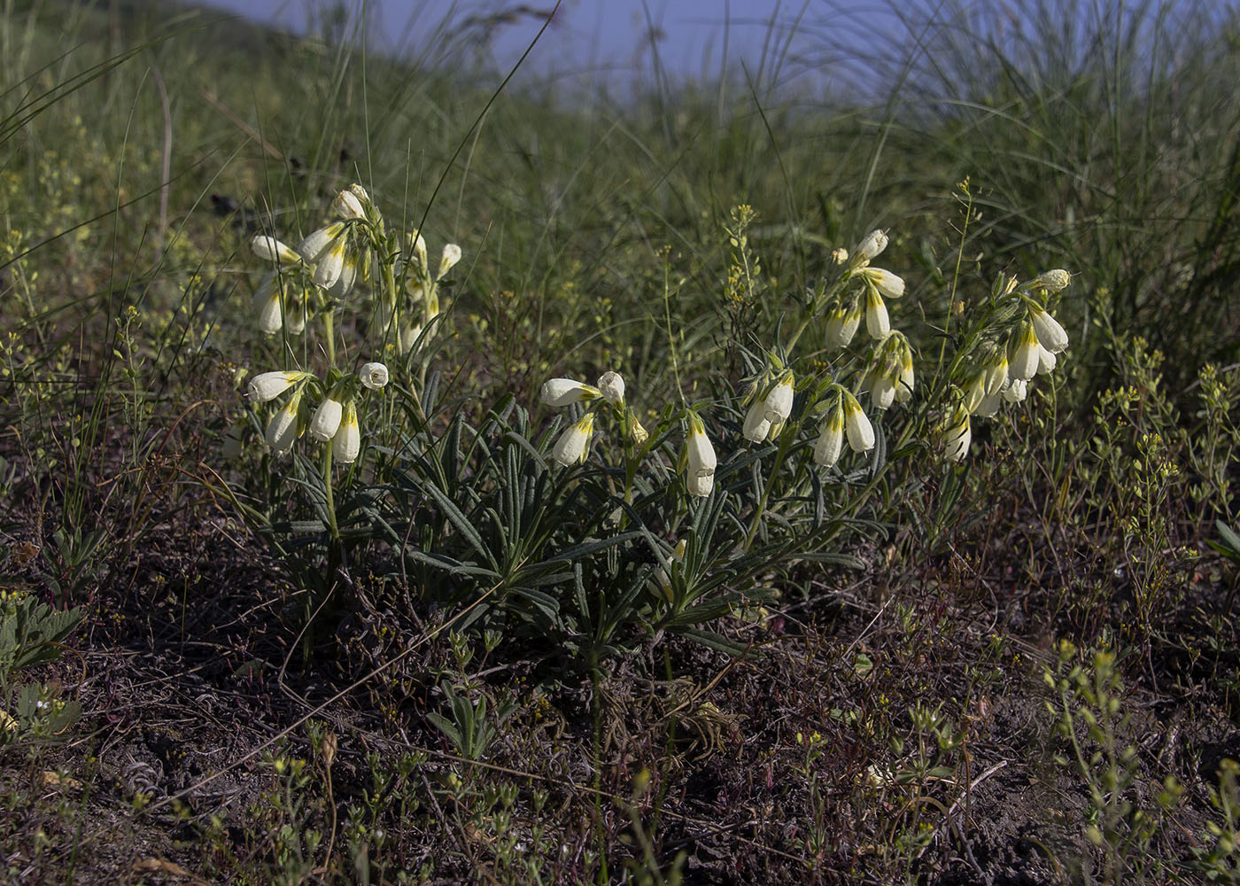 Изображение особи Onosma volgensis.