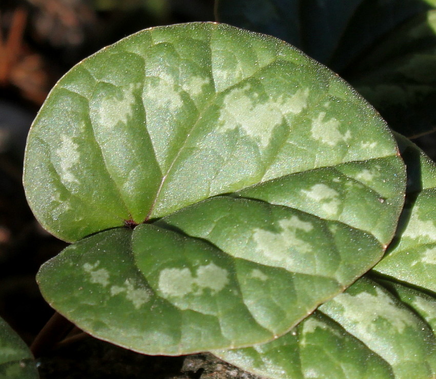 Image of Cyclamen coum specimen.