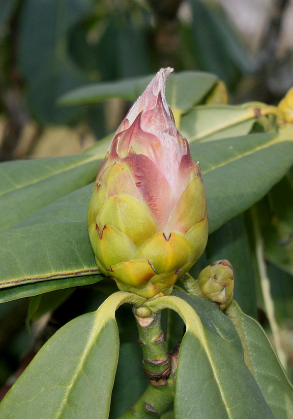 Изображение особи Rhododendron calophytum.