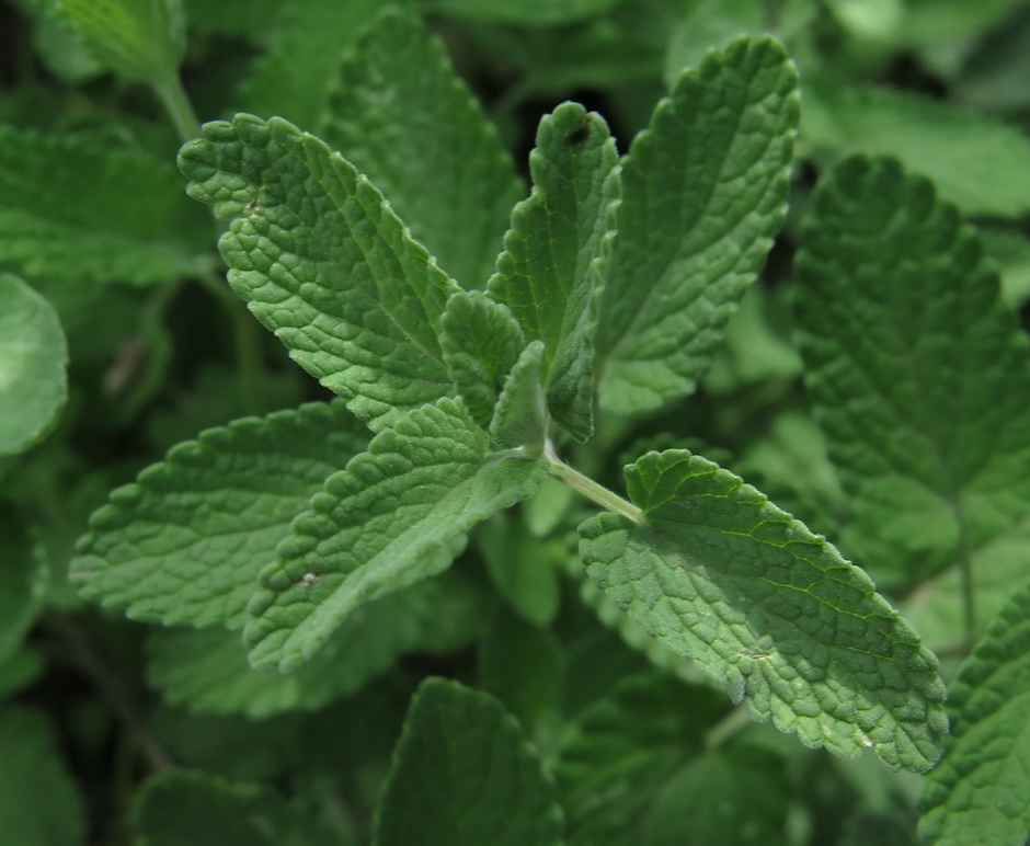 Image of Nepeta mussinii specimen.