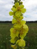 Verbascum phlomoides