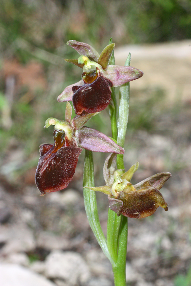 Image of Ophrys mammosa ssp. caucasica specimen.