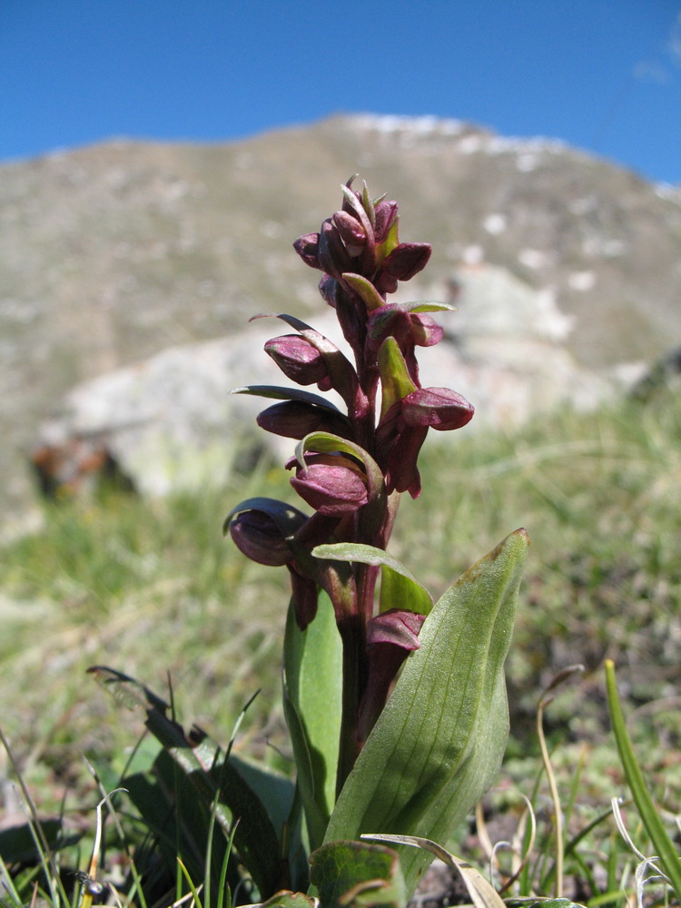 Image of Dactylorhiza viridis specimen.