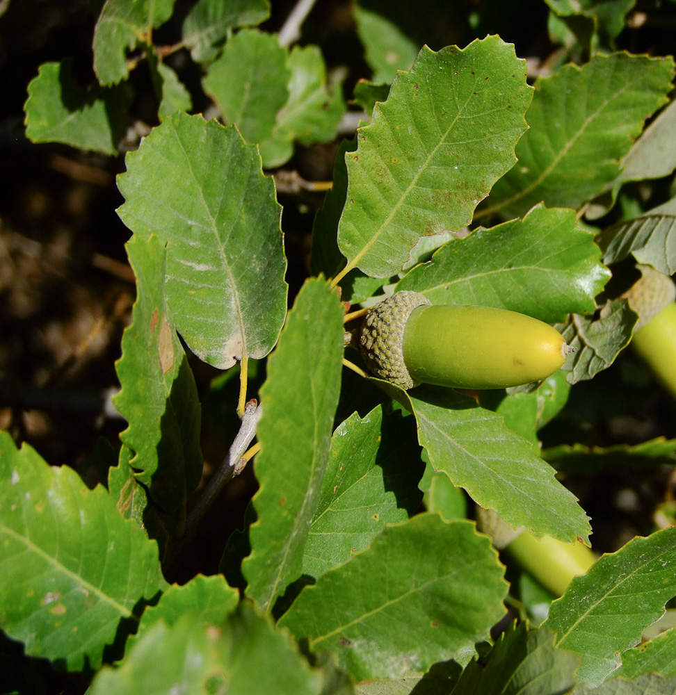 Image of Quercus boissieri specimen.