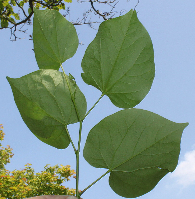 Изображение особи Cercis chinensis.