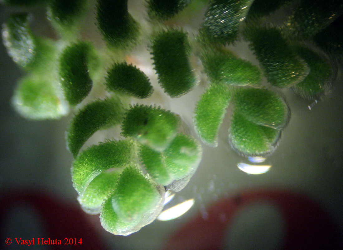 Image of Azolla caroliniana specimen.