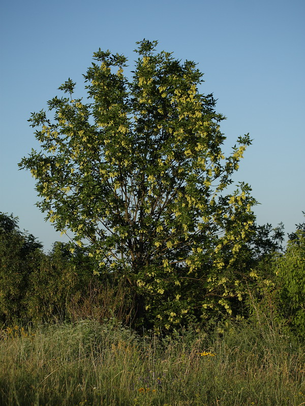 Image of Fraxinus excelsior specimen.