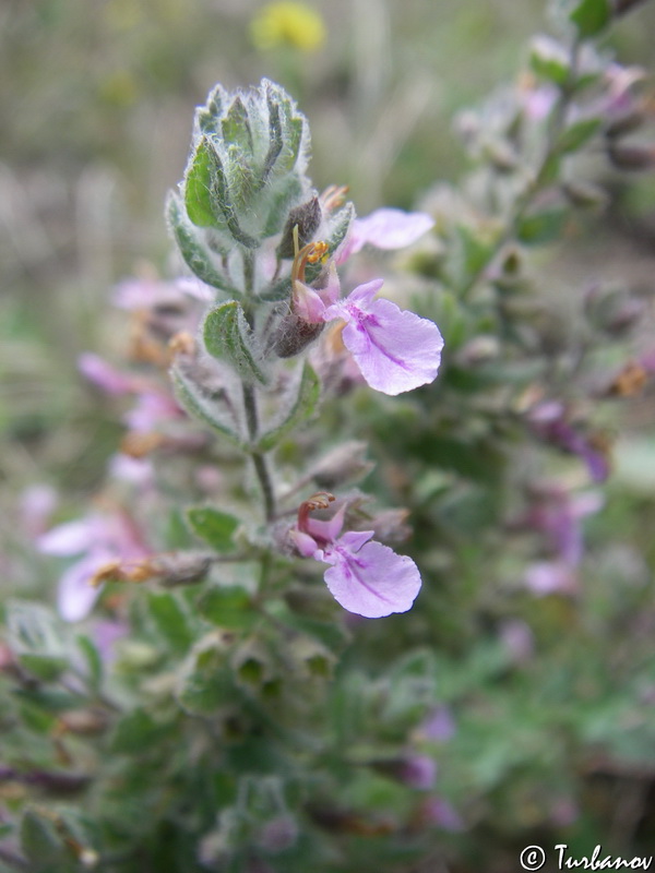 Изображение особи Teucrium scordioides.