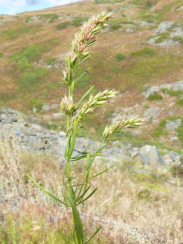 Image of Hyssopus cuspidatus specimen.