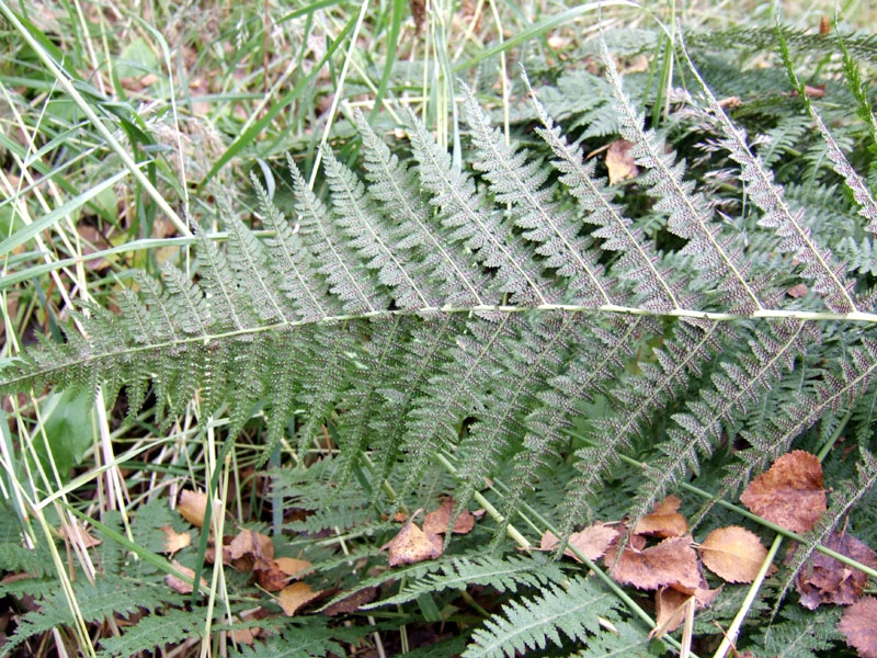 Image of Athyrium filix-femina specimen.