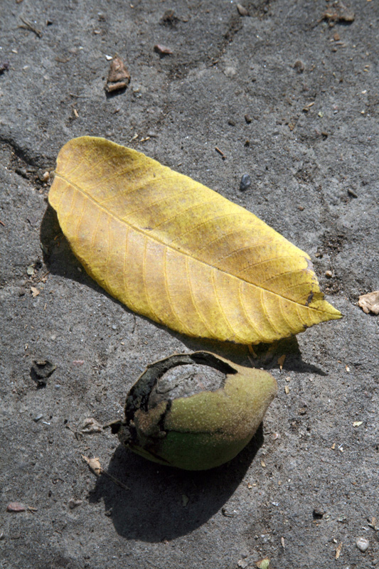 Image of Juglans ailanthifolia specimen.